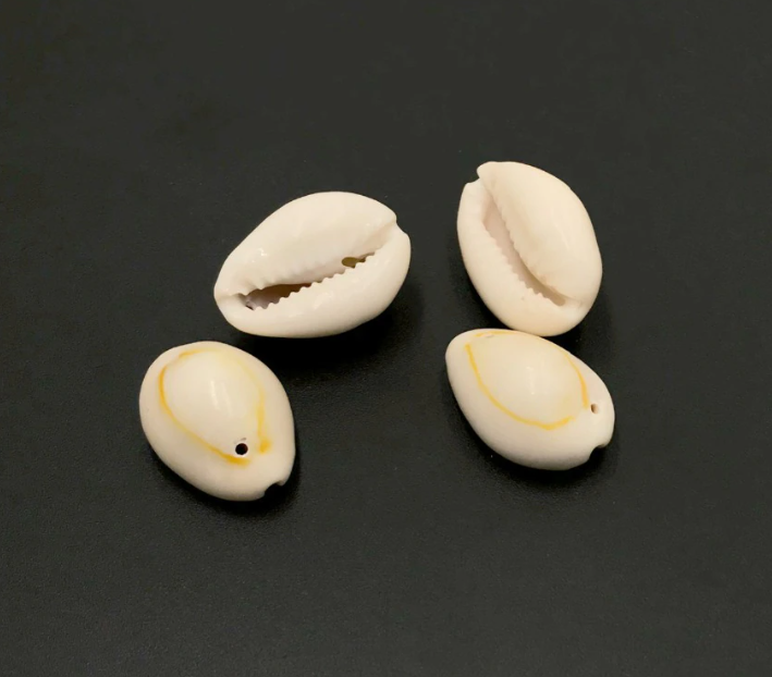 Cowrie shells 2